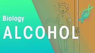 Alcohol  Health  Biology  FuseSchool [upl. by Yhotmit]