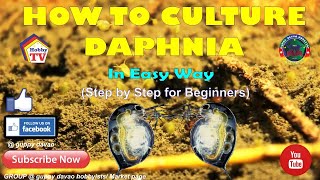 HOW TO CULTURE DAPHNIA In Easy Way [upl. by Emilia]