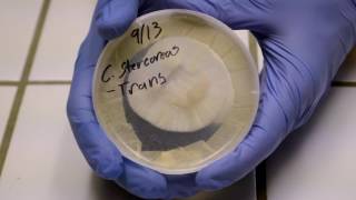 Mycology 103DIY Agar Culturing [upl. by Anneh]